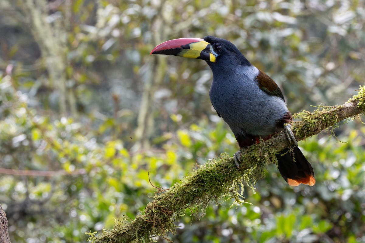 Tucán Pechigrís - ML647630278