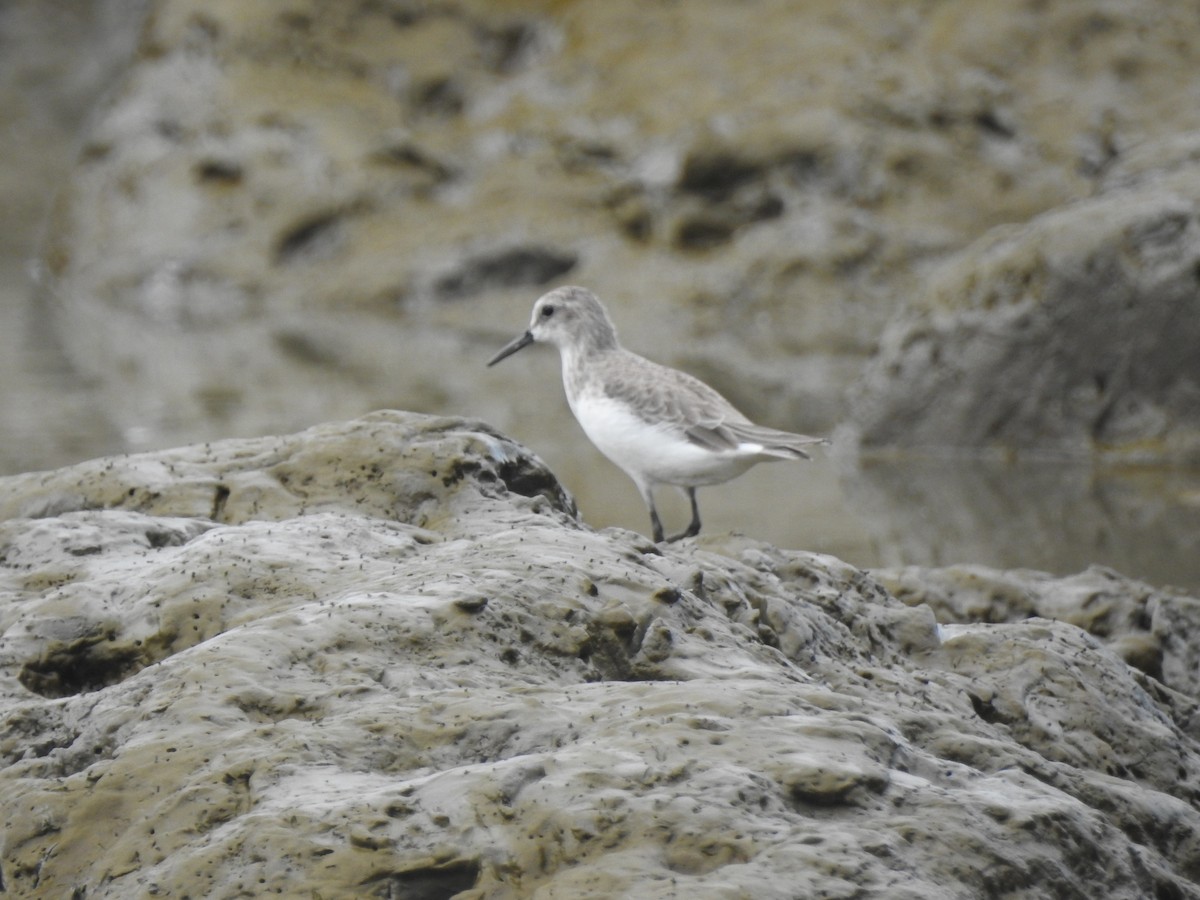 Semipalmated Sandpiper - ML647630293