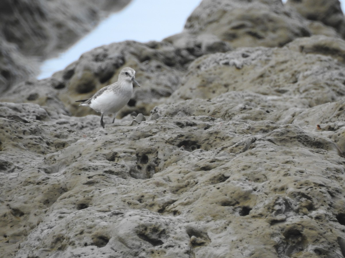 Semipalmated Sandpiper - ML647630294