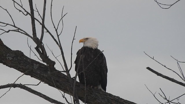 Bald Eagle - ML647630324