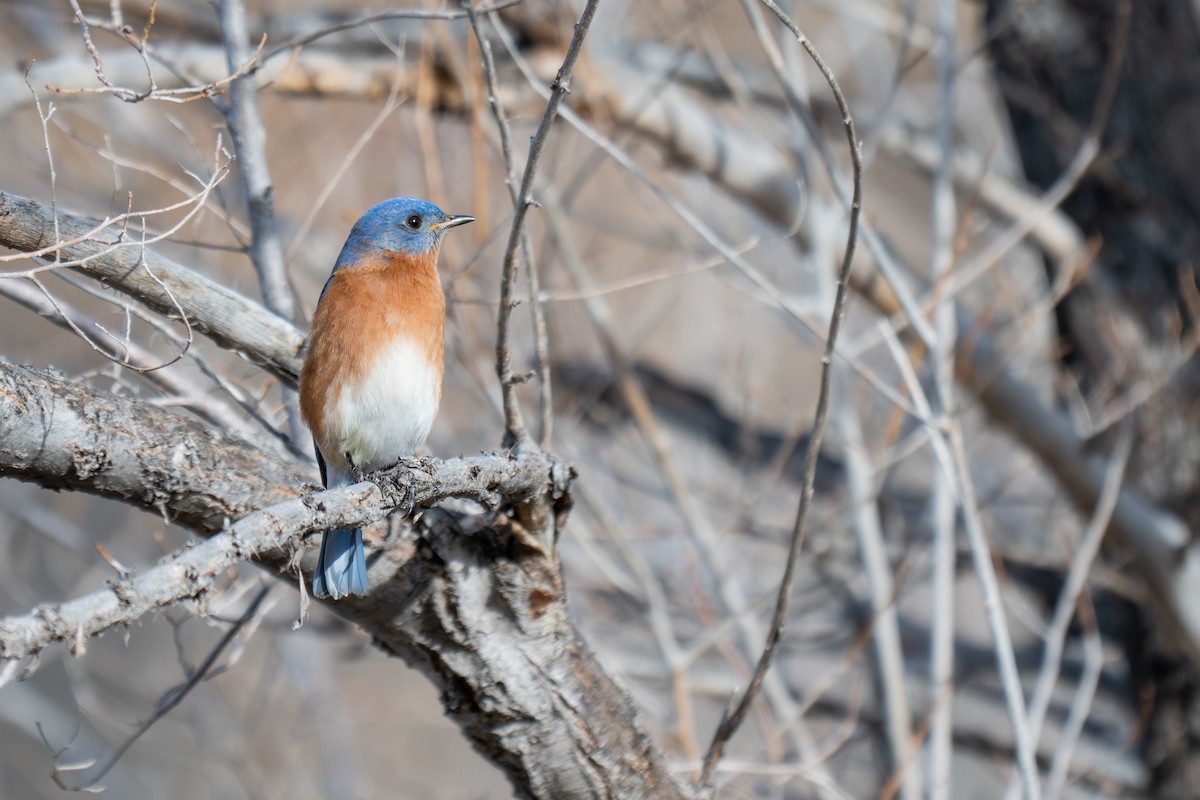 Eastern Bluebird - ML647630331