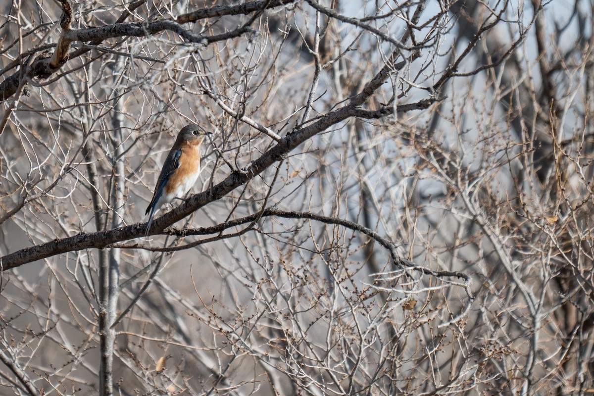 Eastern Bluebird - ML647630332