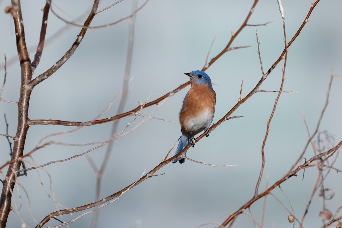 Eastern Bluebird - ML647630333