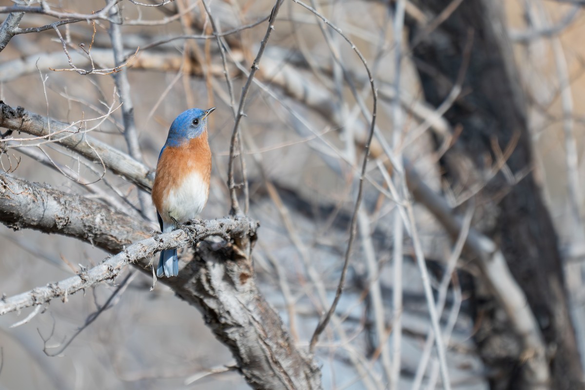 Eastern Bluebird - ML647630334