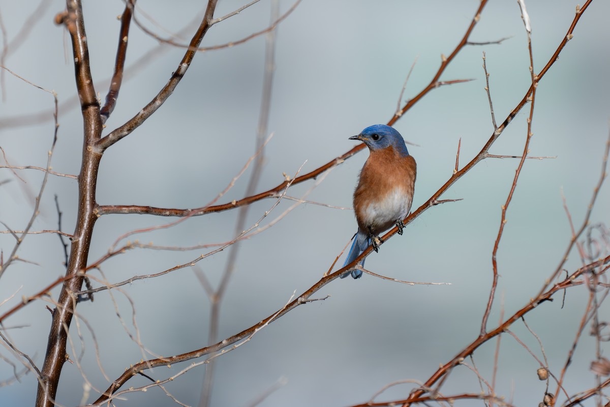 Eastern Bluebird - ML647630335