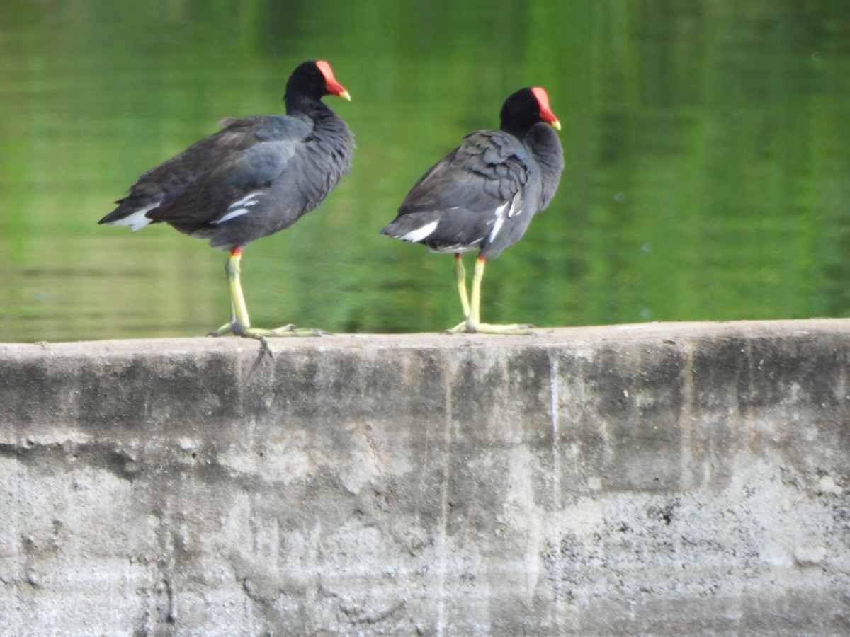 Amerika Sutavuğu - ML647630351