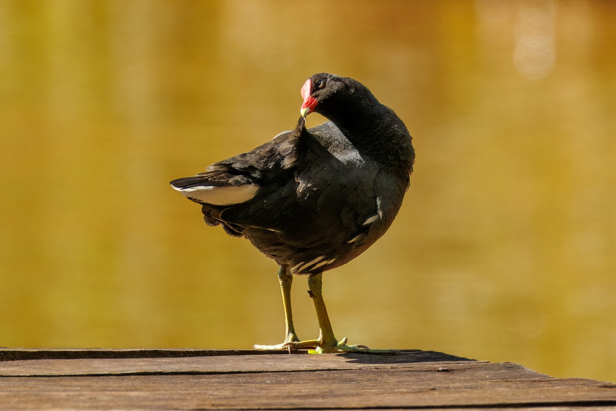 Amerika Sutavuğu - ML647630354