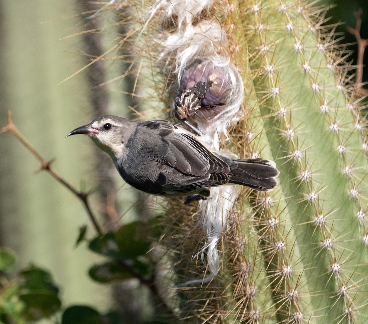 Sucrier à ventre jaune - ML647630366
