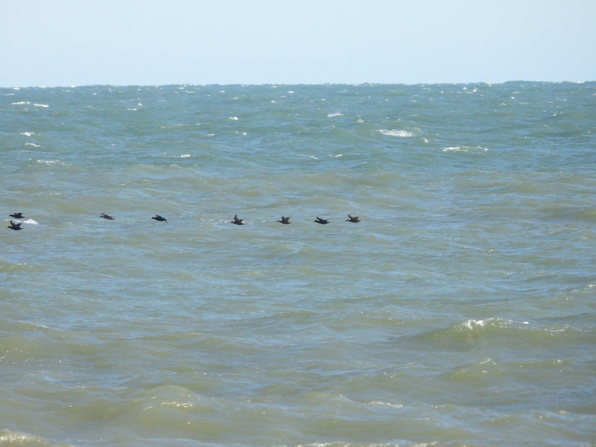 Black Scoter - ML647630404