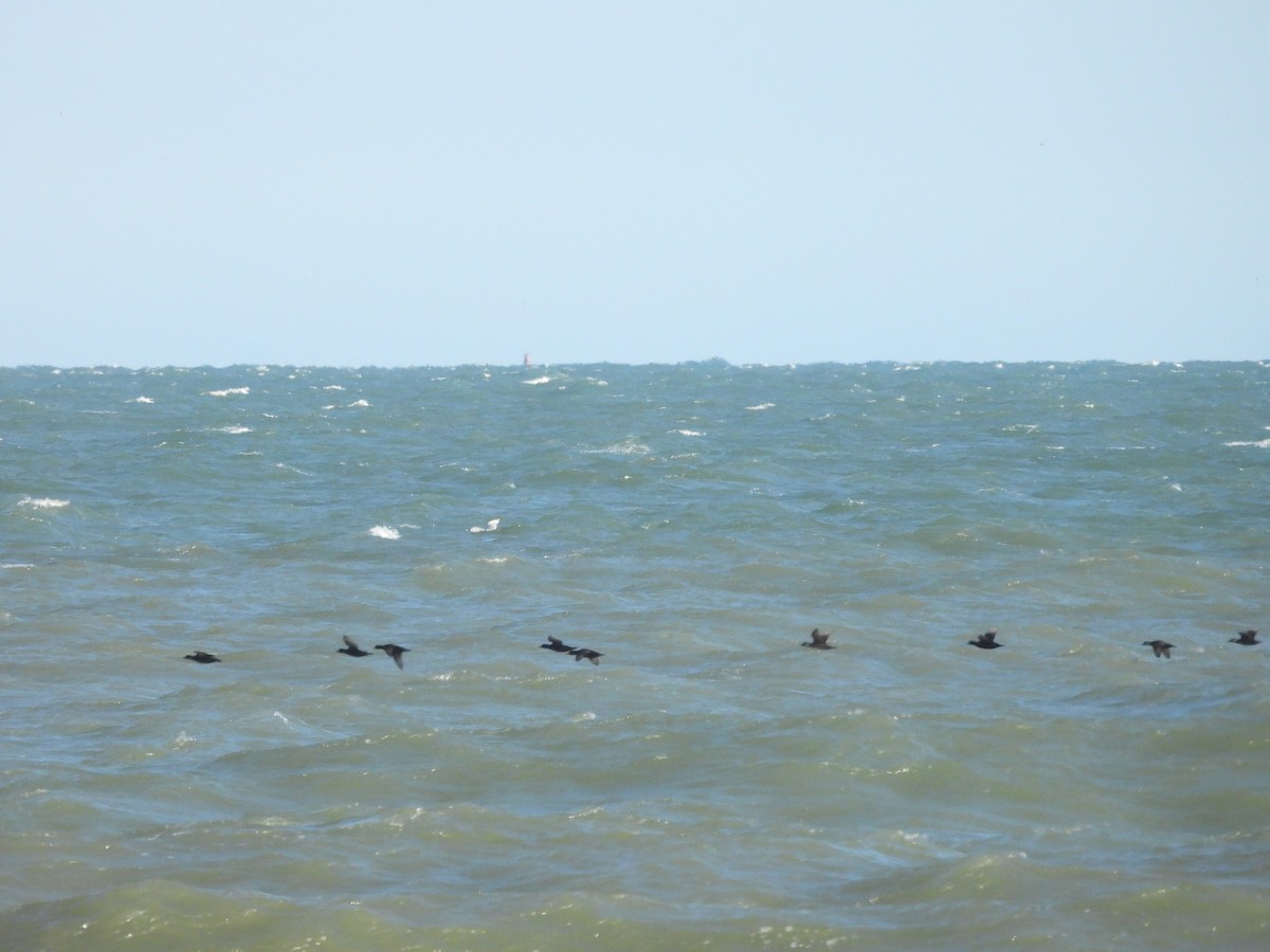 Black Scoter - ML647630405