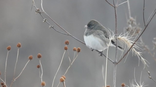Dark-eyed Junco - ML647630419