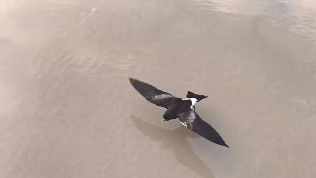 Wilson's Storm-Petrel - ML647630437