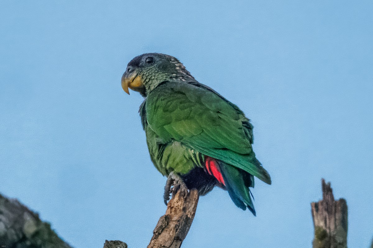 Scaly-headed Parrot - ML647630439