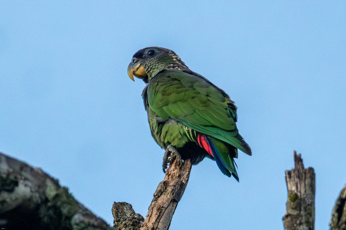 Scaly-headed Parrot - ML647630440