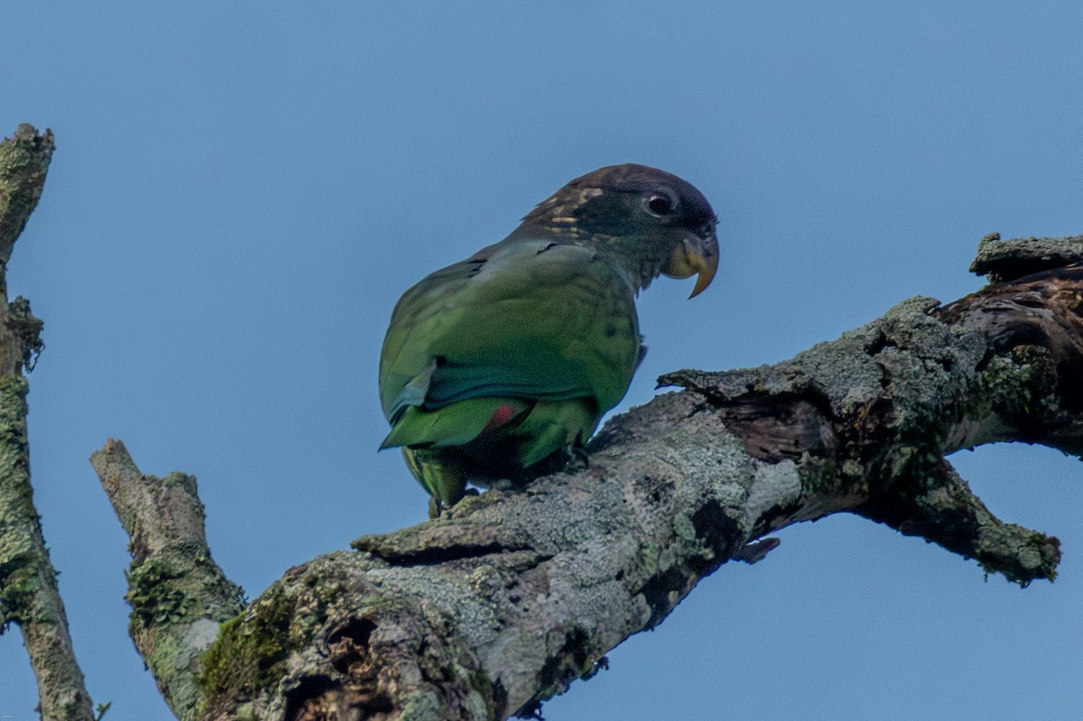 Scaly-headed Parrot - ML647630441