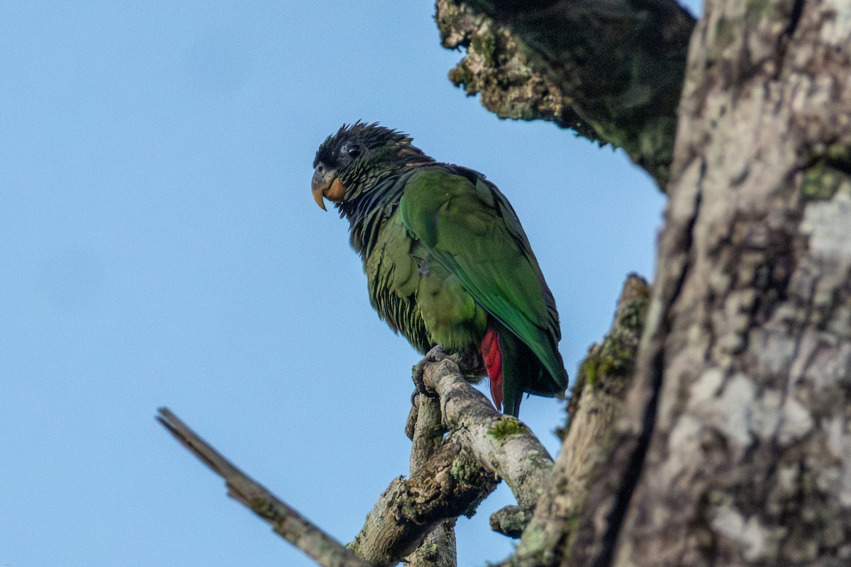 Scaly-headed Parrot - ML647630444