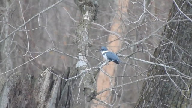 Belted Kingfisher - ML647630466