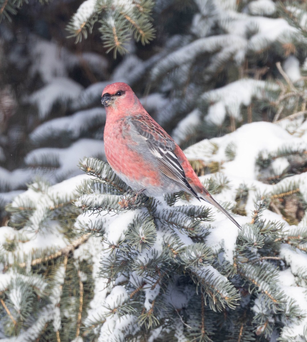 Pinu-gailupa - ML647630485