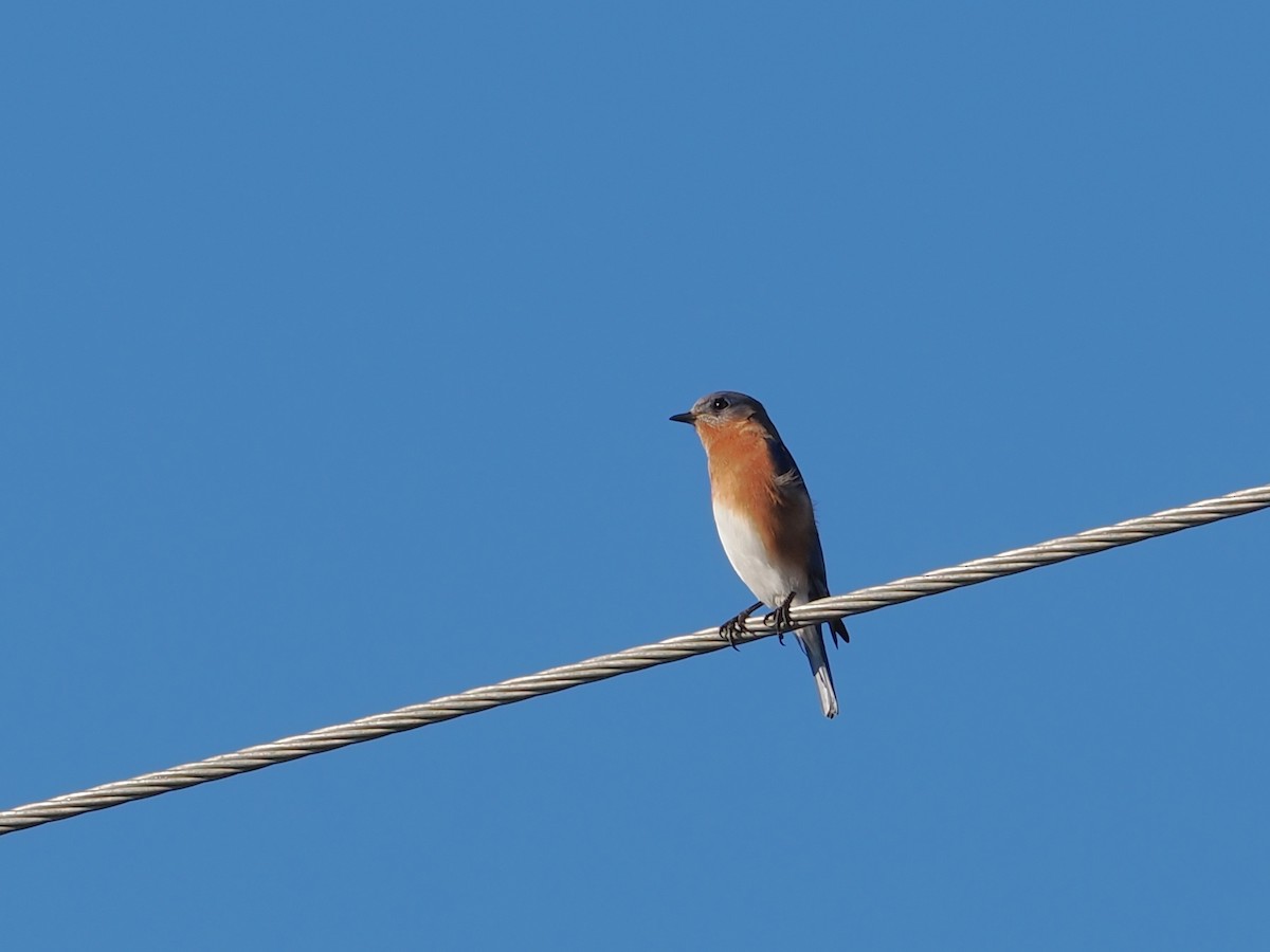 Eastern Bluebird - ML647630508