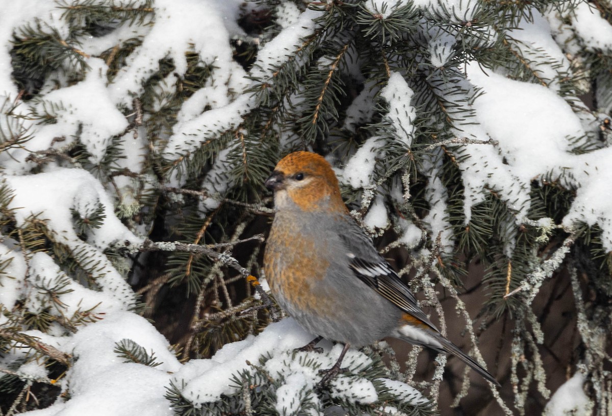 Pinu-gailupa - ML647630509