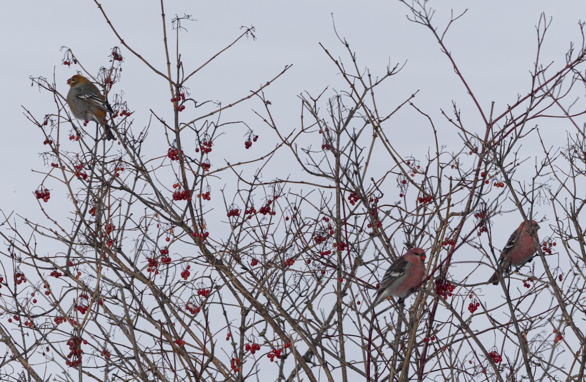 Pinu-gailupa - ML647630519