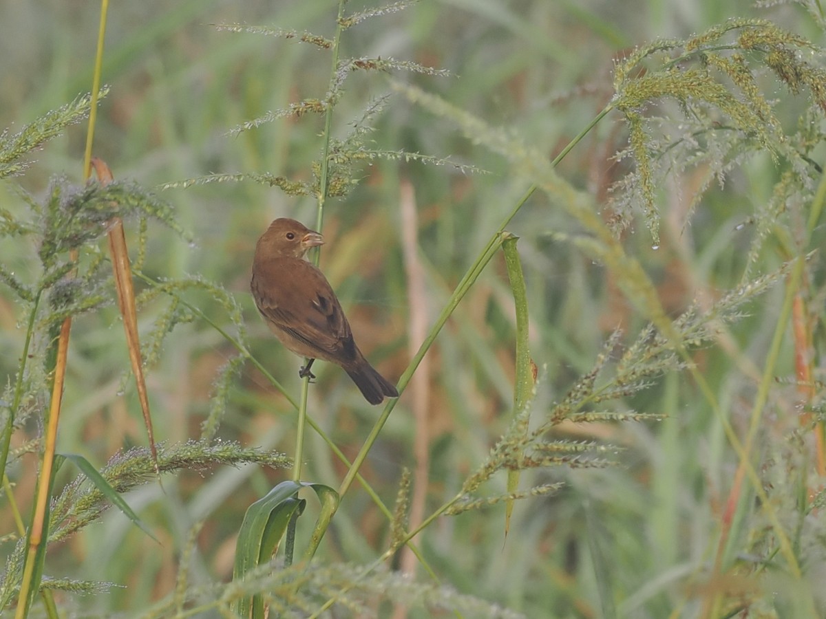 Passerin indigo - ML647630555