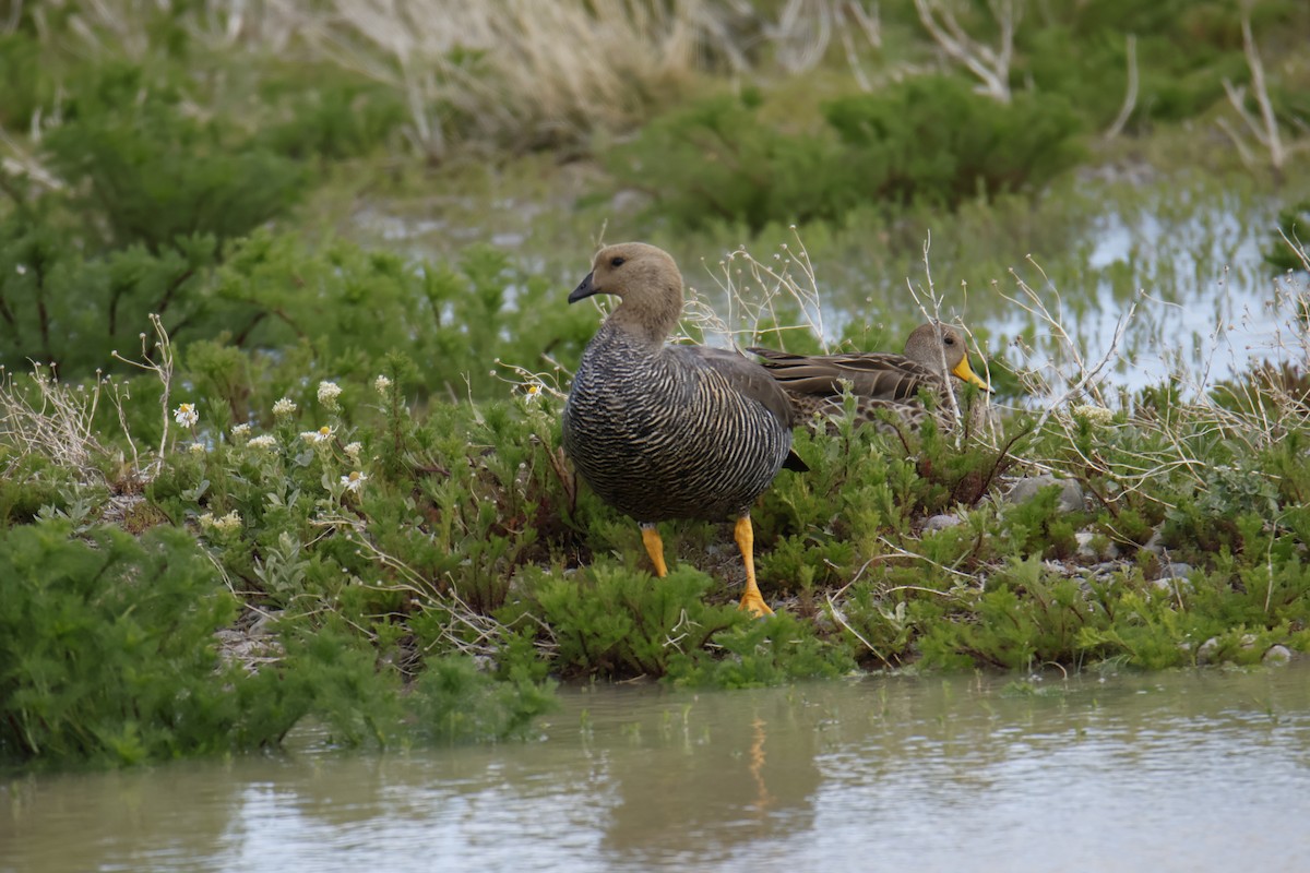 Шилохвіст жовтодзьобий - ML647630561