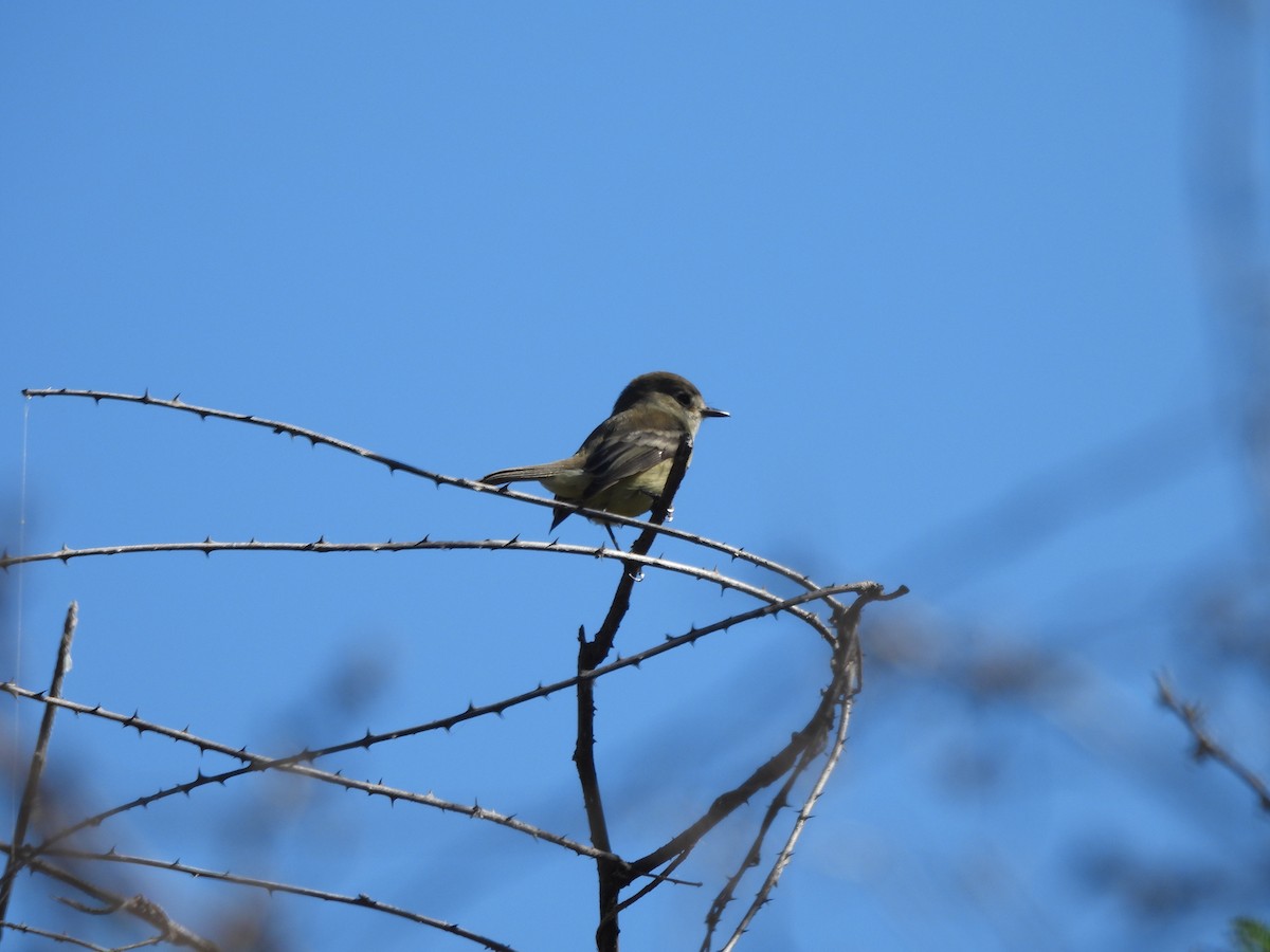 Olive-sided Flycatcher - ML647630570