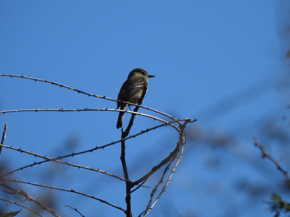 Olive-sided Flycatcher - ML647630571