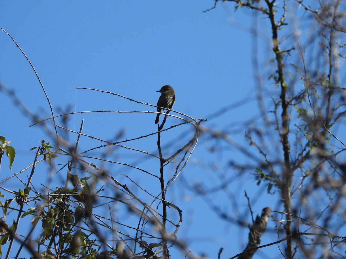 Olive-sided Flycatcher - ML647630572