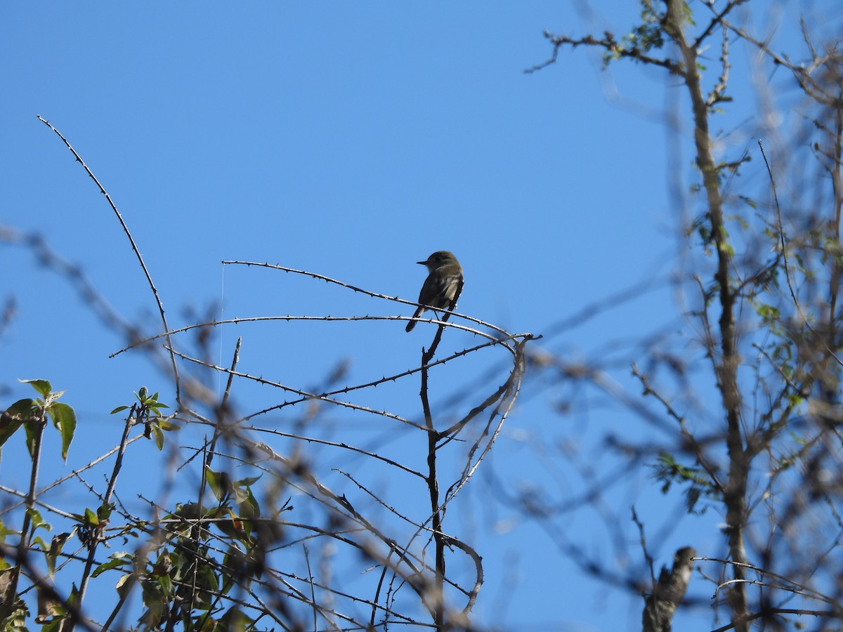 Olive-sided Flycatcher - ML647630573