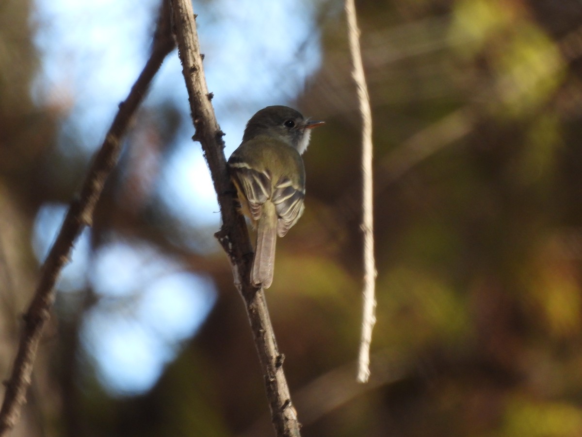 Olive-sided Flycatcher - ML647630589