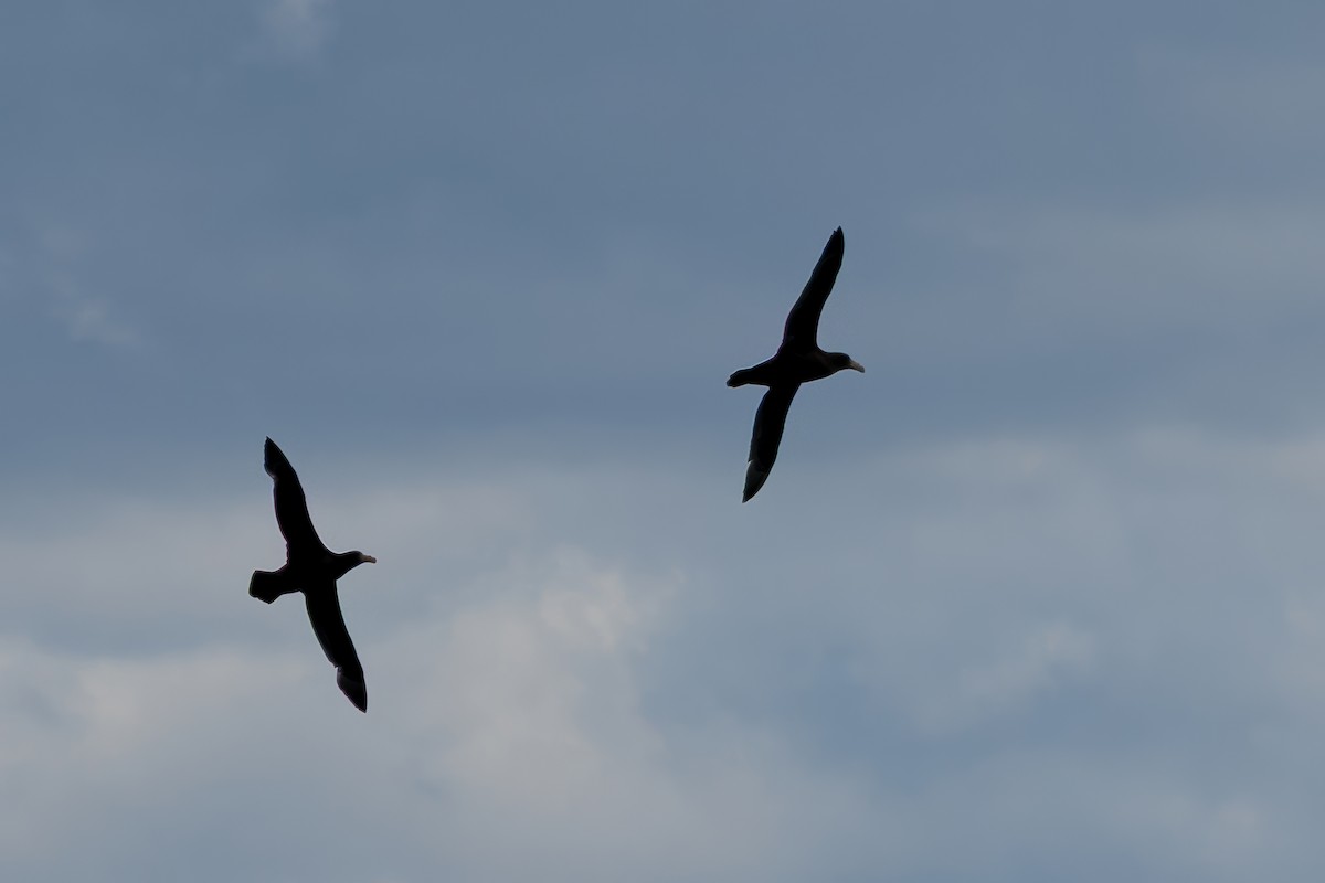 sørkjempepetrell - ML647630647