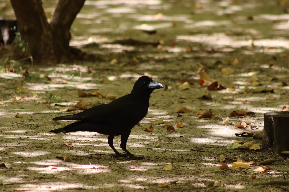 Large-billed Crow (Eastern) - ML647630680