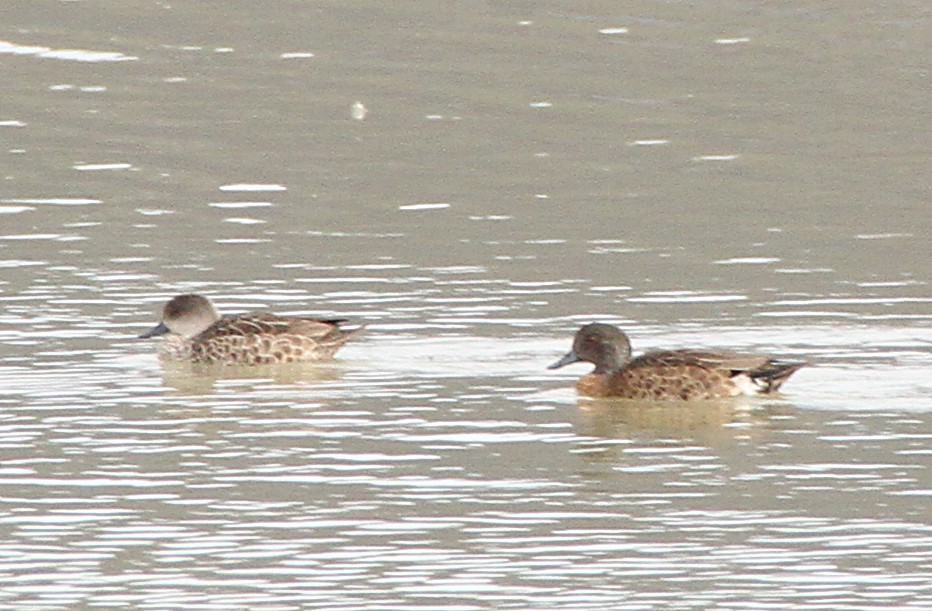 Chestnut Teal - ML647630700