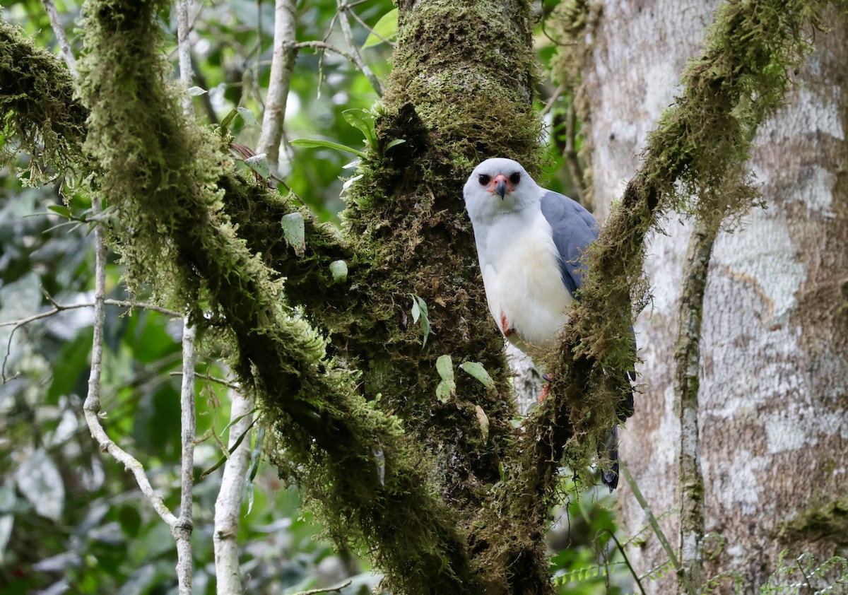 Gray-headed Goshawk - ML647630716