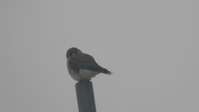 American Kestrel - ML647630791