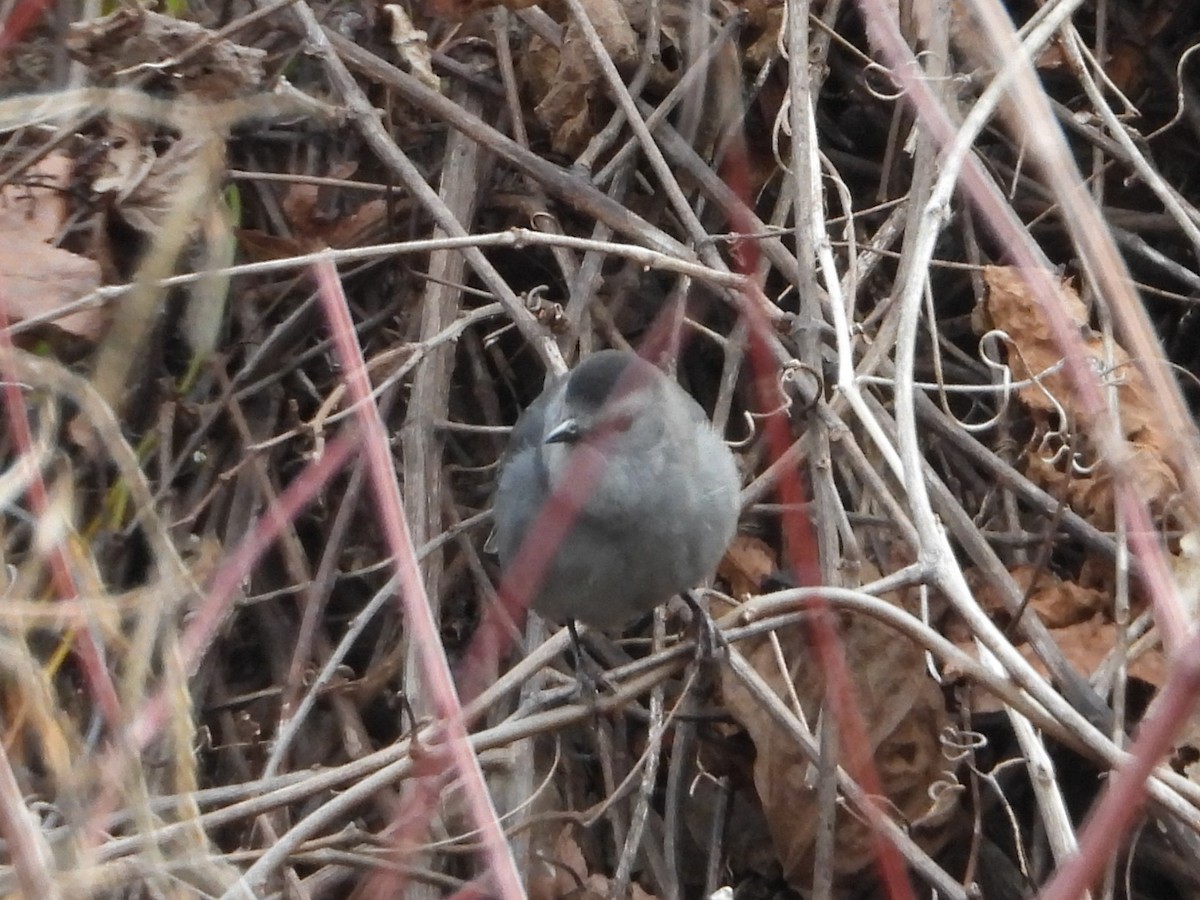 Miaulari grisa - ML647630798