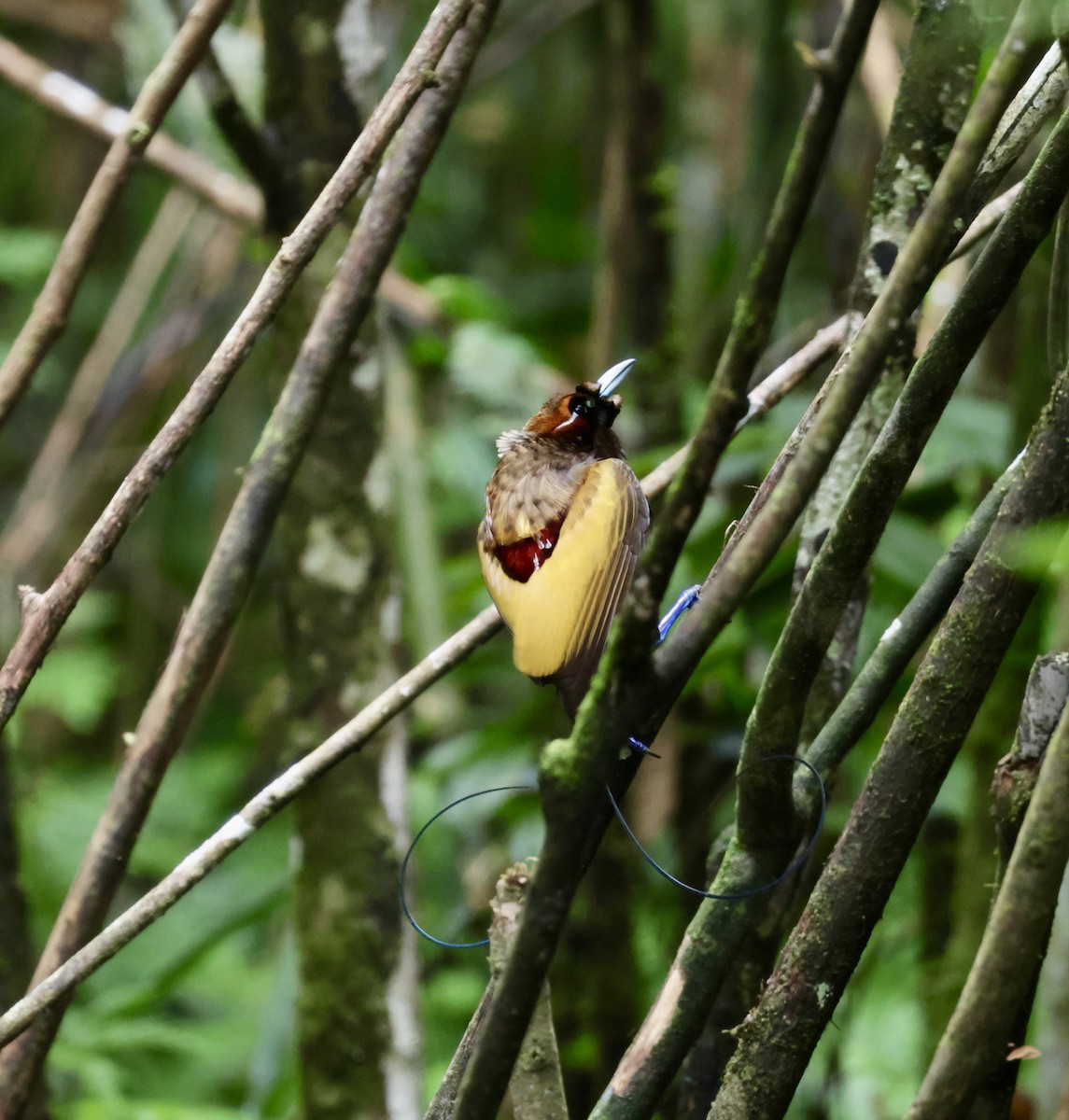 Magnificent Bird-of-Paradise - ML647630851