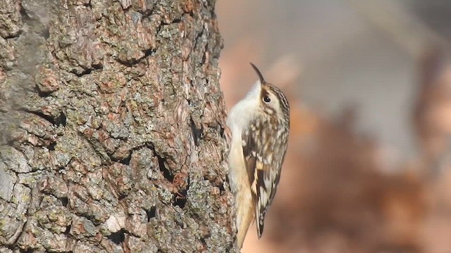 Brown Creeper - ML647630891