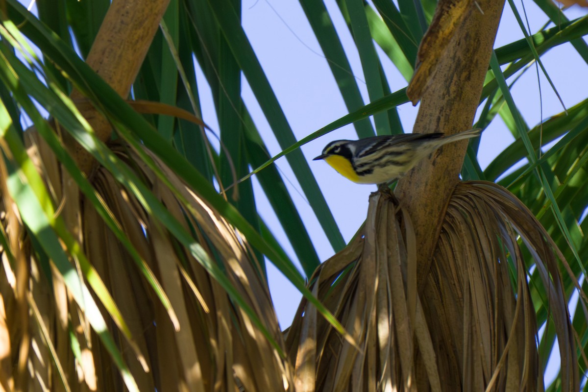 Paruline à gorge jaune - ML647630897