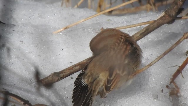 Карнатка польова - ML647630898