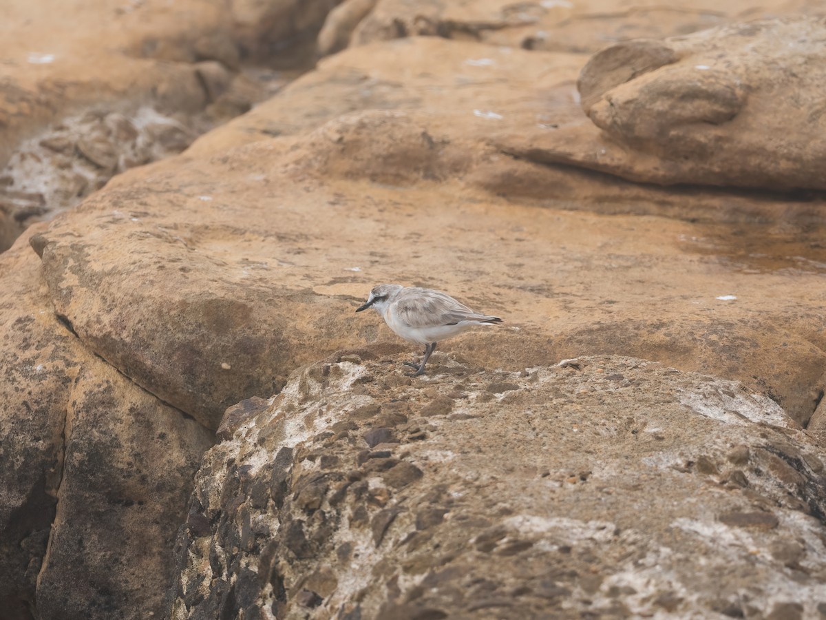 White-fronted Plover - ML647630905