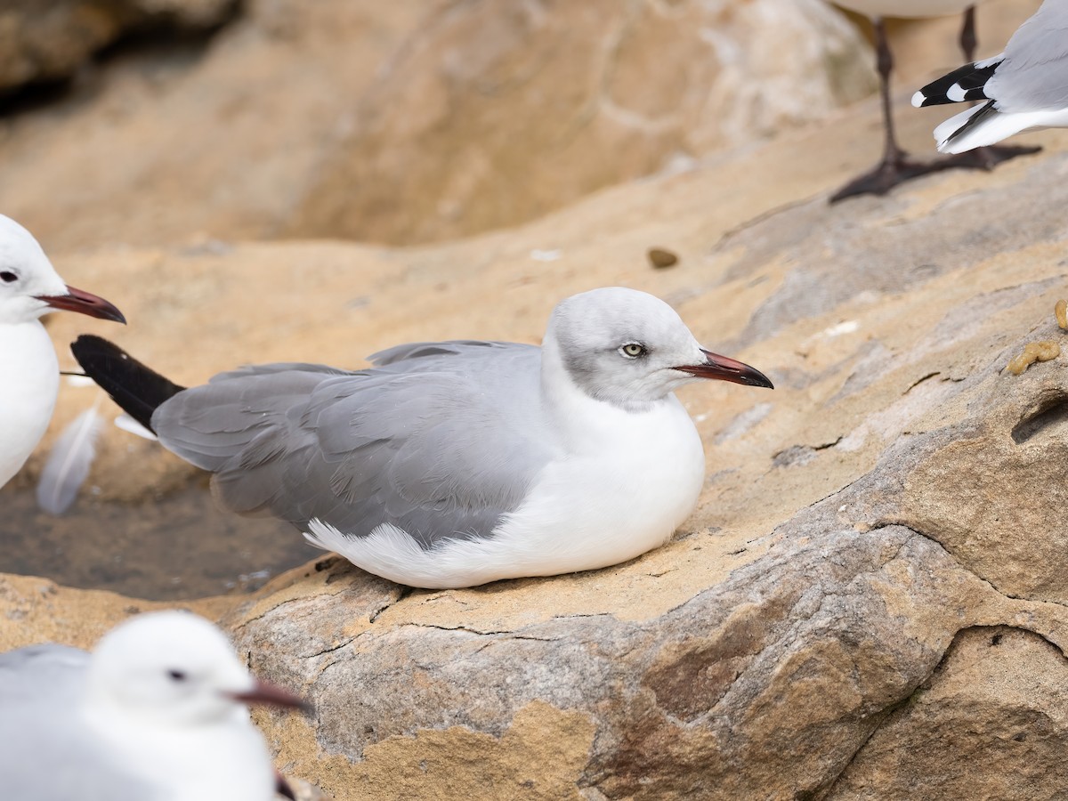 Antxeta burugrisa - ML647630915