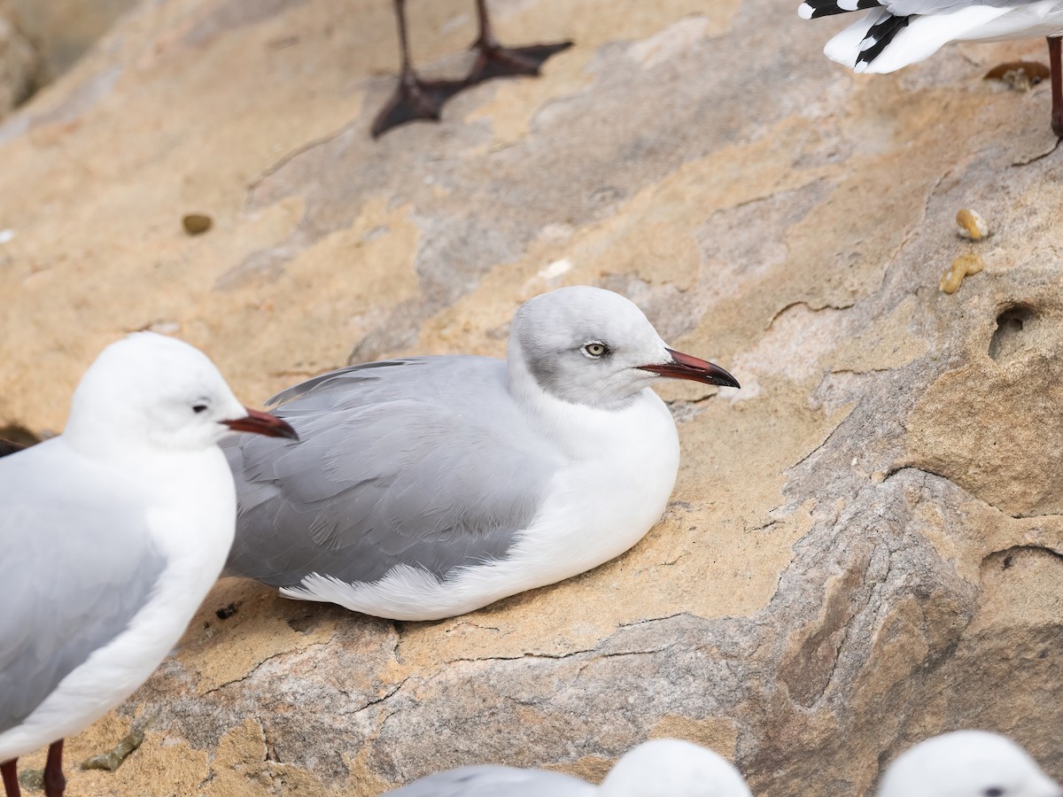 Antxeta burugrisa - ML647630916