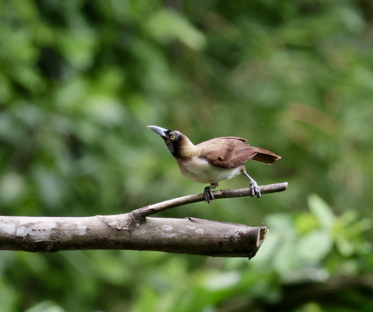 Lesser Bird-of-Paradise - ML647630923