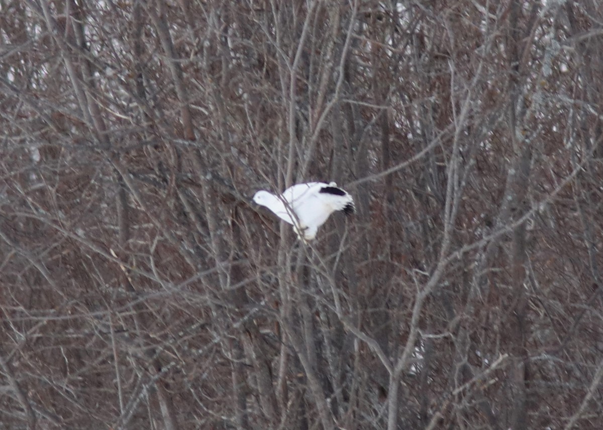 Moorschneehuhn - ML647630934