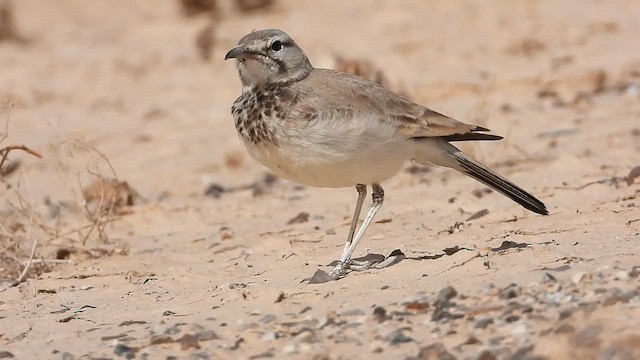 Greater Hoopoe-Lark - ML647630951