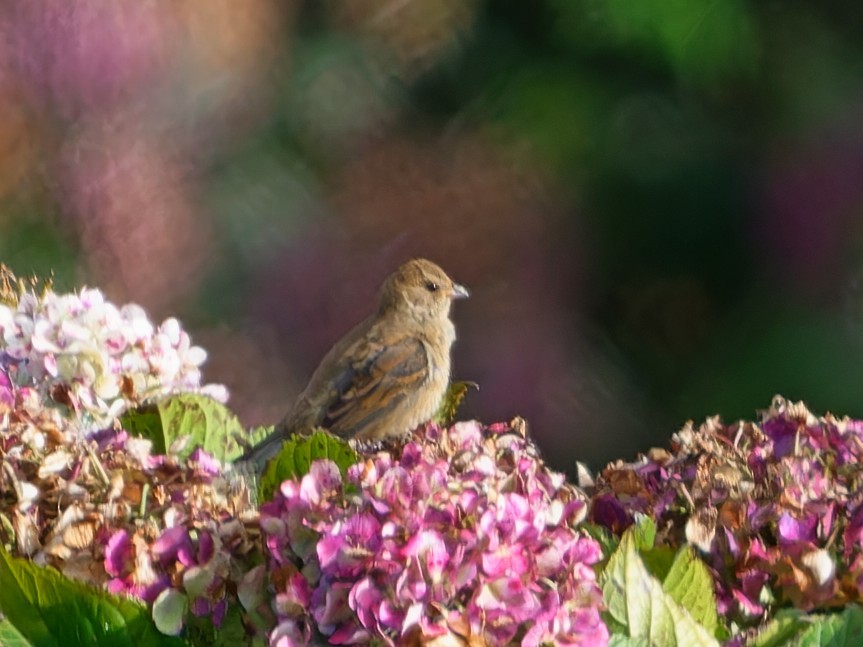 Passerin indigo - ML647630969