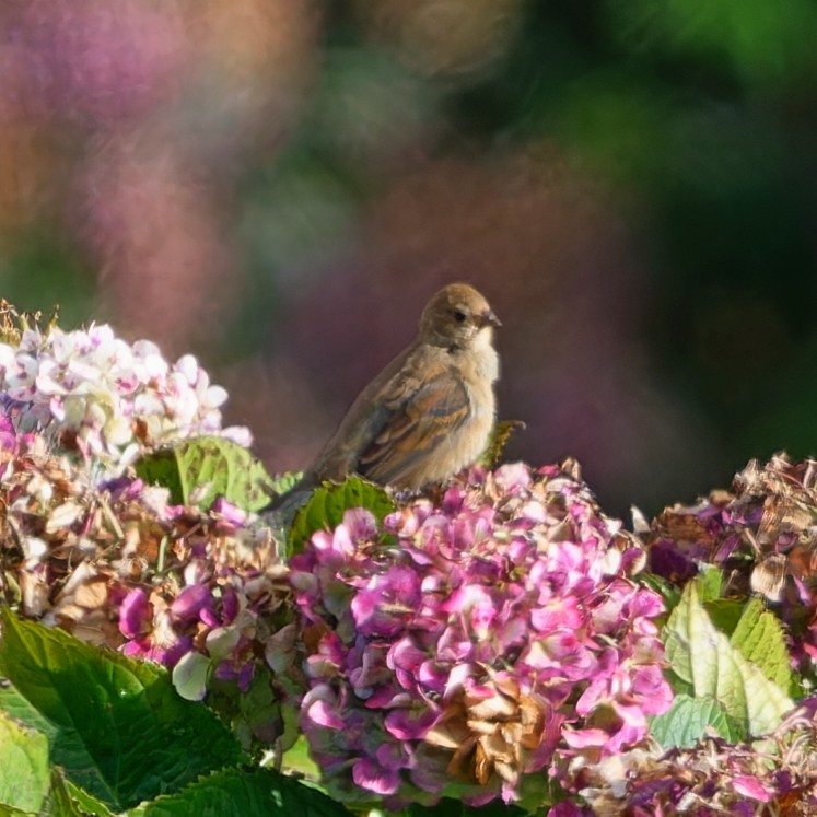 Passerin indigo - ML647630970